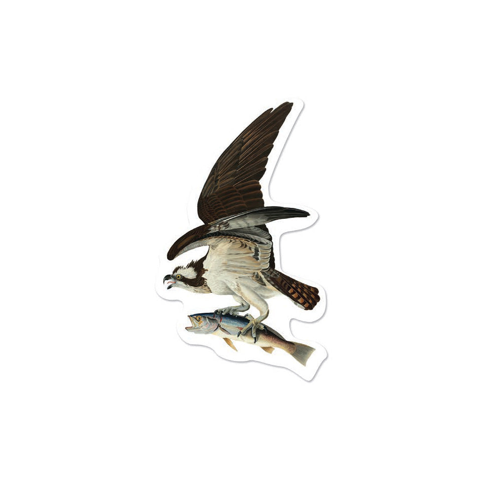 Osprey Die Cut Postcard