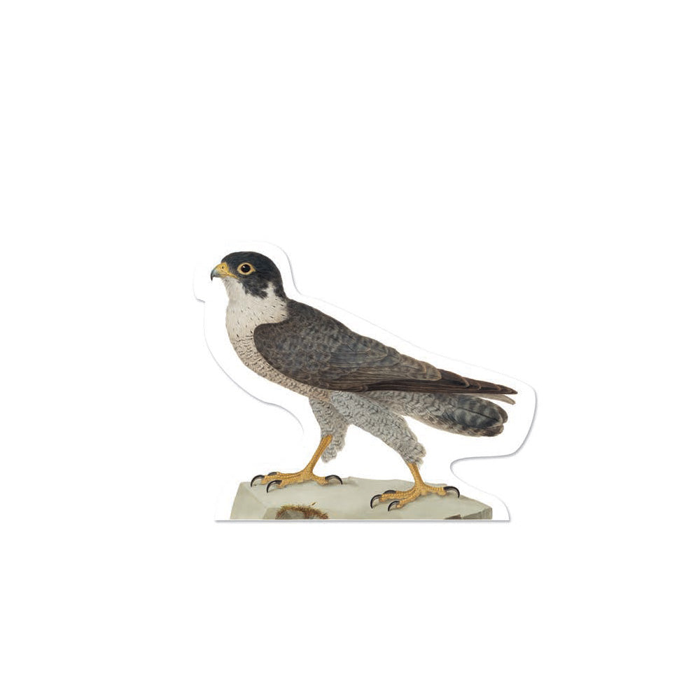 Peregrine Die Cut Postcard
