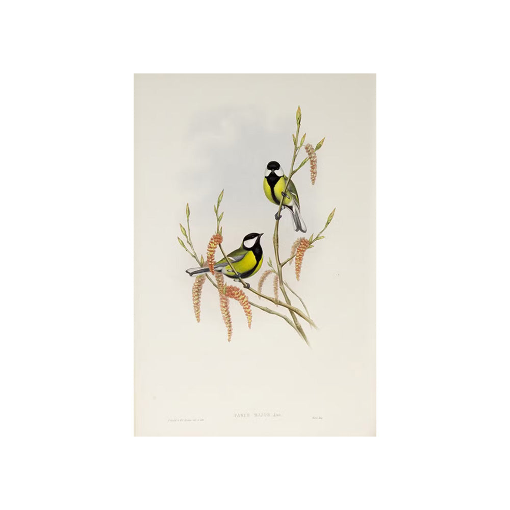 Gould's Great Tit Earthenware Mug