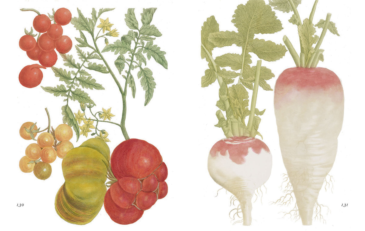 Cornucopia of Fruit & Vegetables, A: Illustrations from an Eighteenth-Century Botanical Treasury