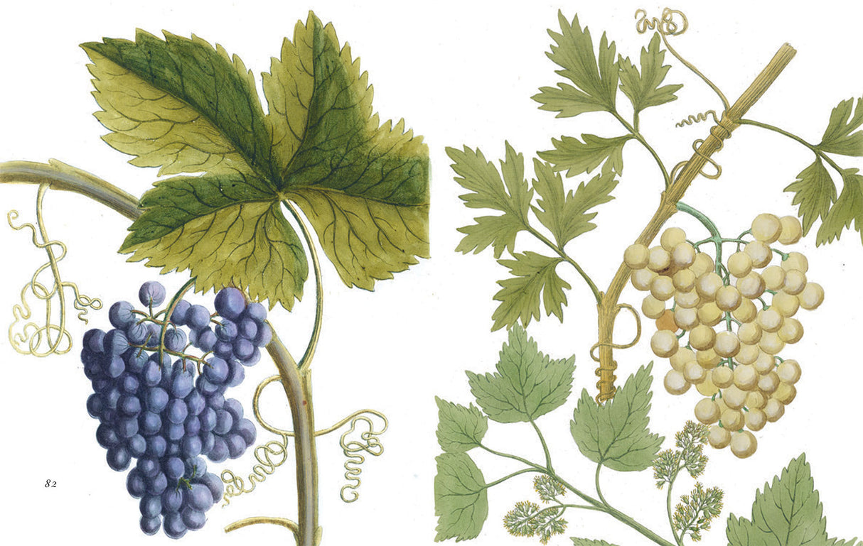 Cornucopia of Fruit & Vegetables, A: Illustrations from an Eighteenth-Century Botanical Treasury