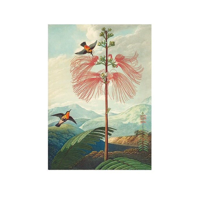 The Flowering Sensitive Plant Greetings Card