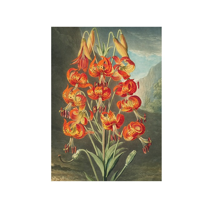 The Superb Lily Greetings Card