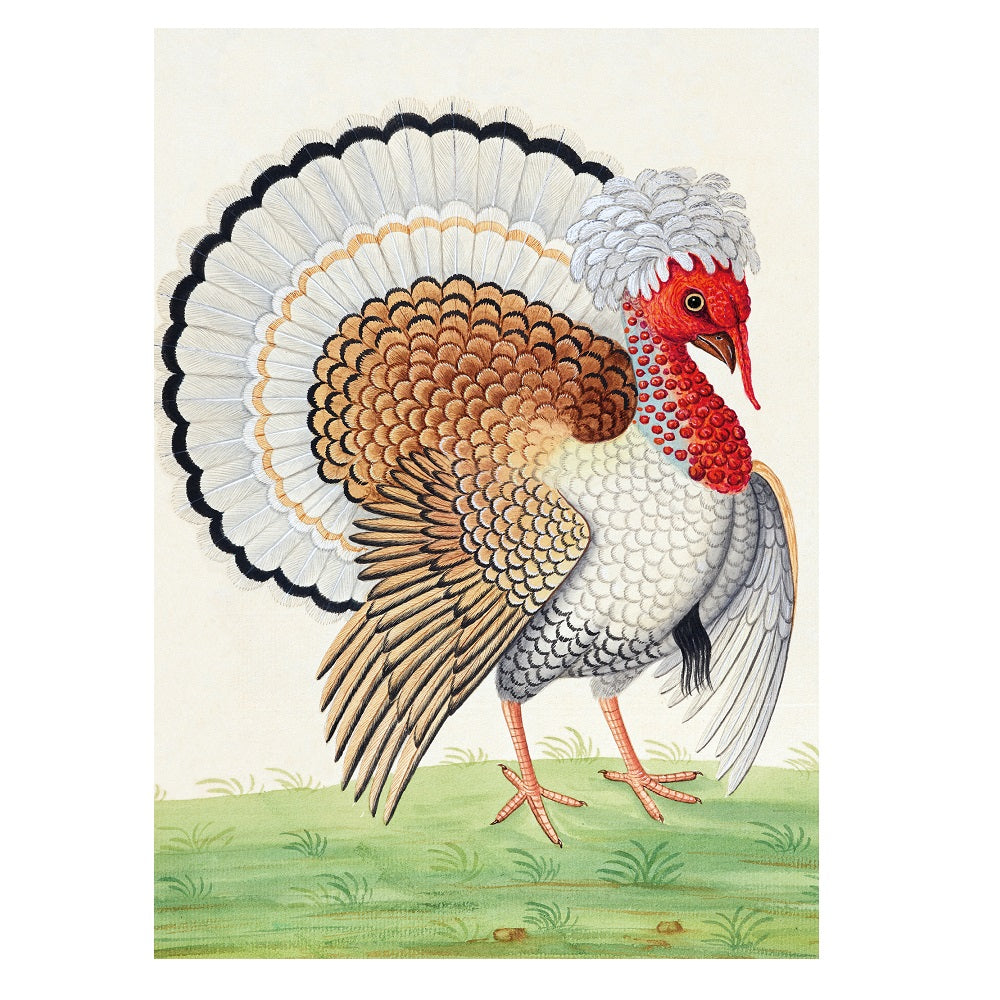 'A Splendid Turkey' Christmas Card Pack