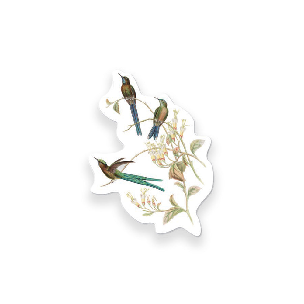 Hummingbirds Die Cut Postcard