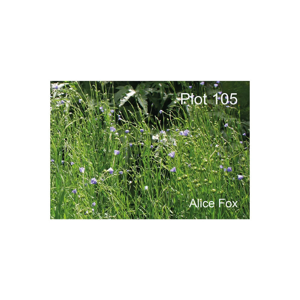 Plot 105 by Alice Fox