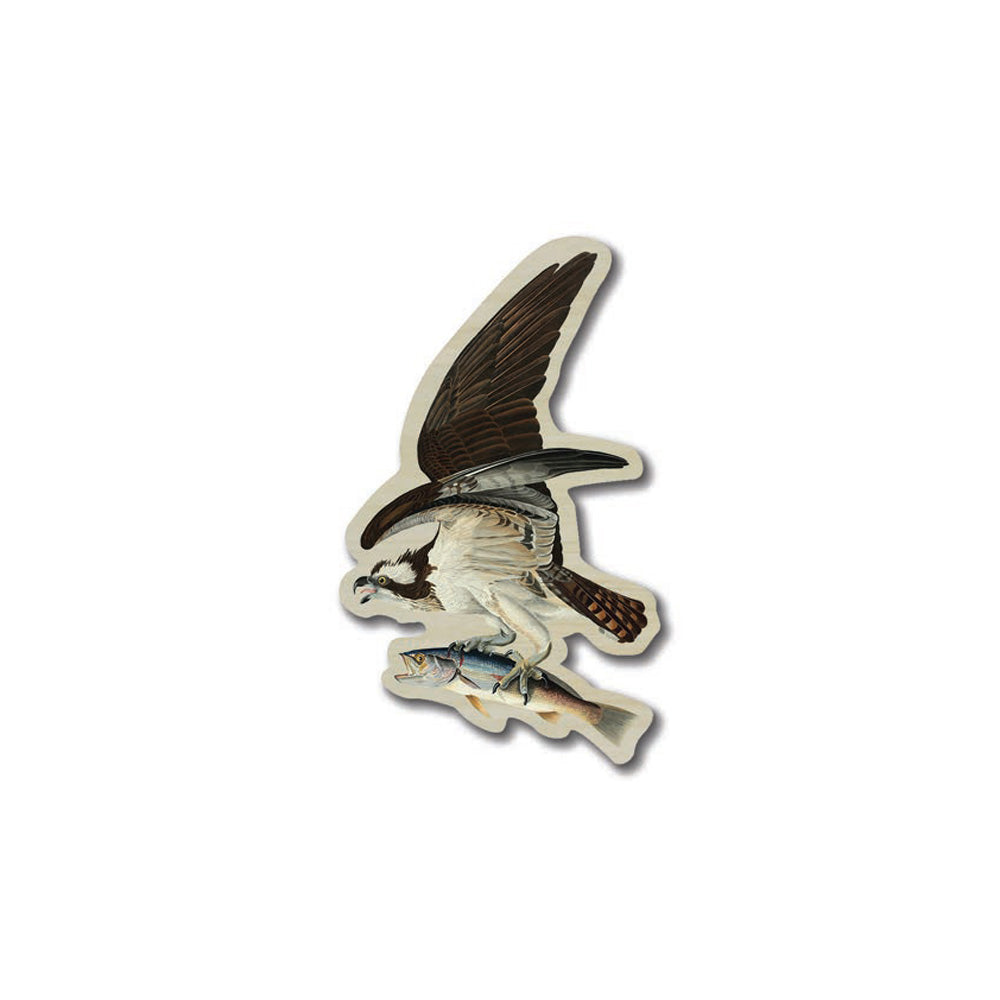 Audubon's Osprey and Weakfish Wooden Magnet