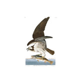 Audubon's Osprey Cushion