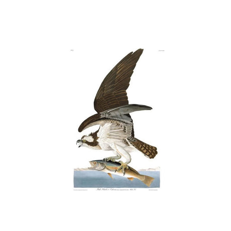 Audubon's Osprey Cushion