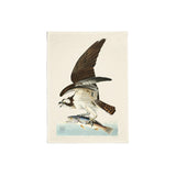 Audubon's Osprey Tea Towel