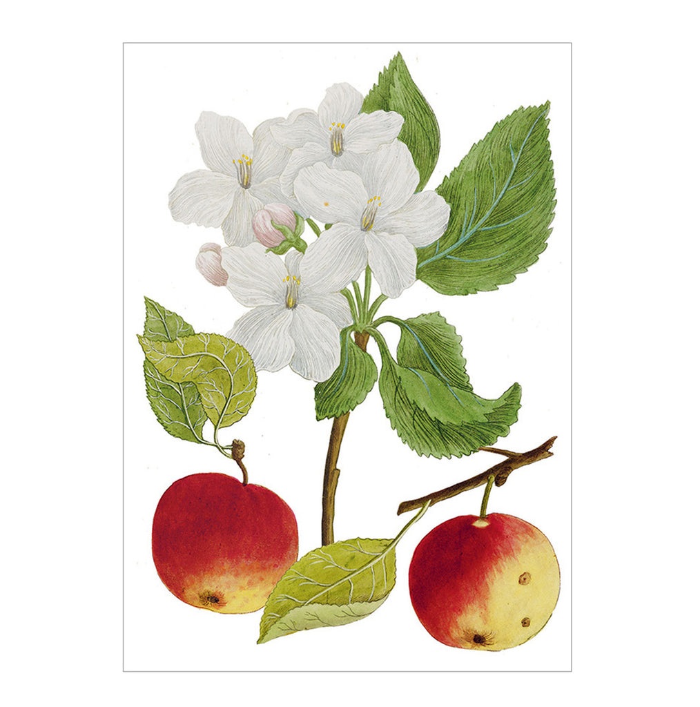 'Apple & Apple Blossom' Notecard