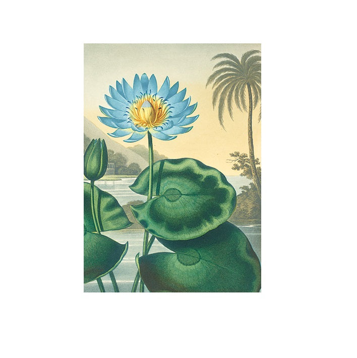 The Blue Egyptian Water Lily Greetings Card