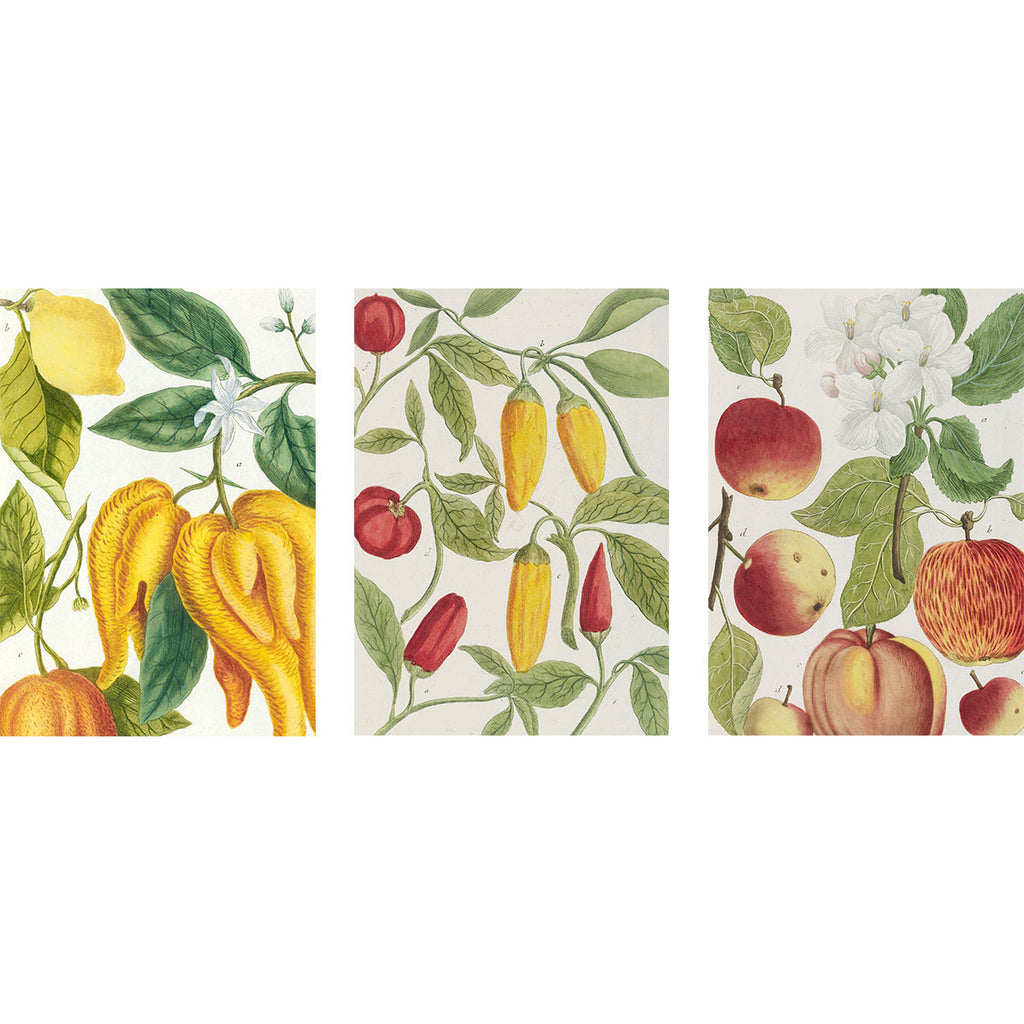 Botanical Art Notebook Set - Lemon, Chillis and Apples