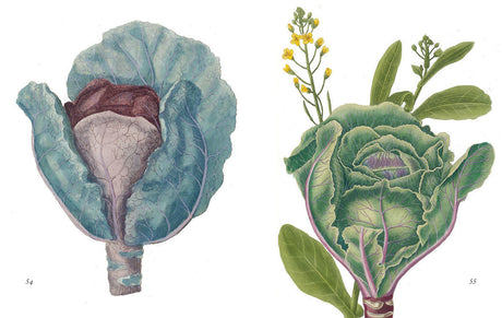 Cornucopia of Fruit & Vegetables, A: Illustrations from an Eighteenth-Century Botanical Treasury