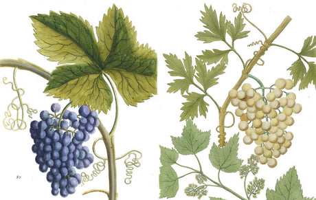 Cornucopia of Fruit & Vegetables, A: Illustrations from an Eighteenth-Century Botanical Treasury