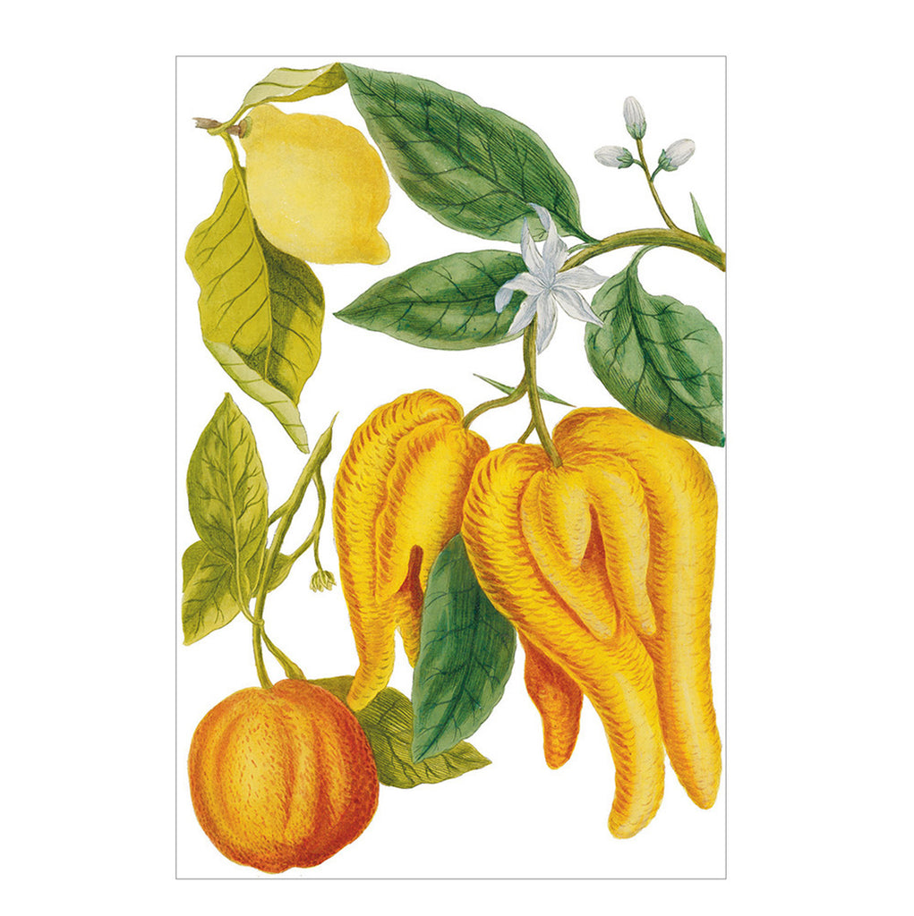 'Lemon, Orange & Buddha's Hand' Notecard