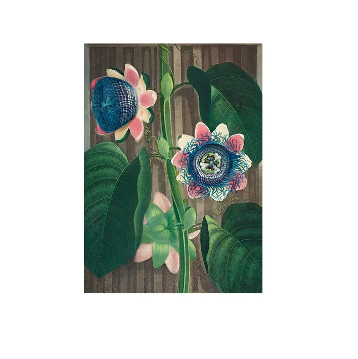 The Quadrangular Passion Flower Greetings Card