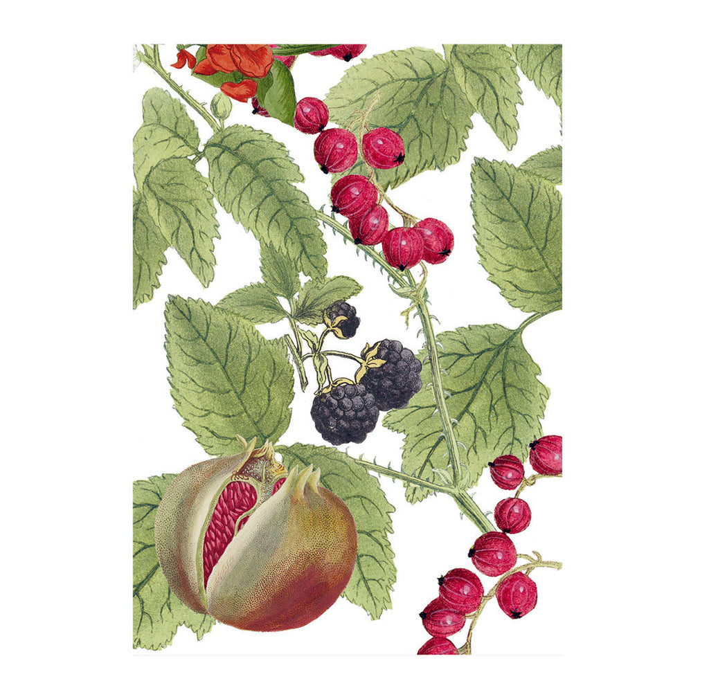 'Pomegranate, Blackberries & Redcurrents' Greetings Card