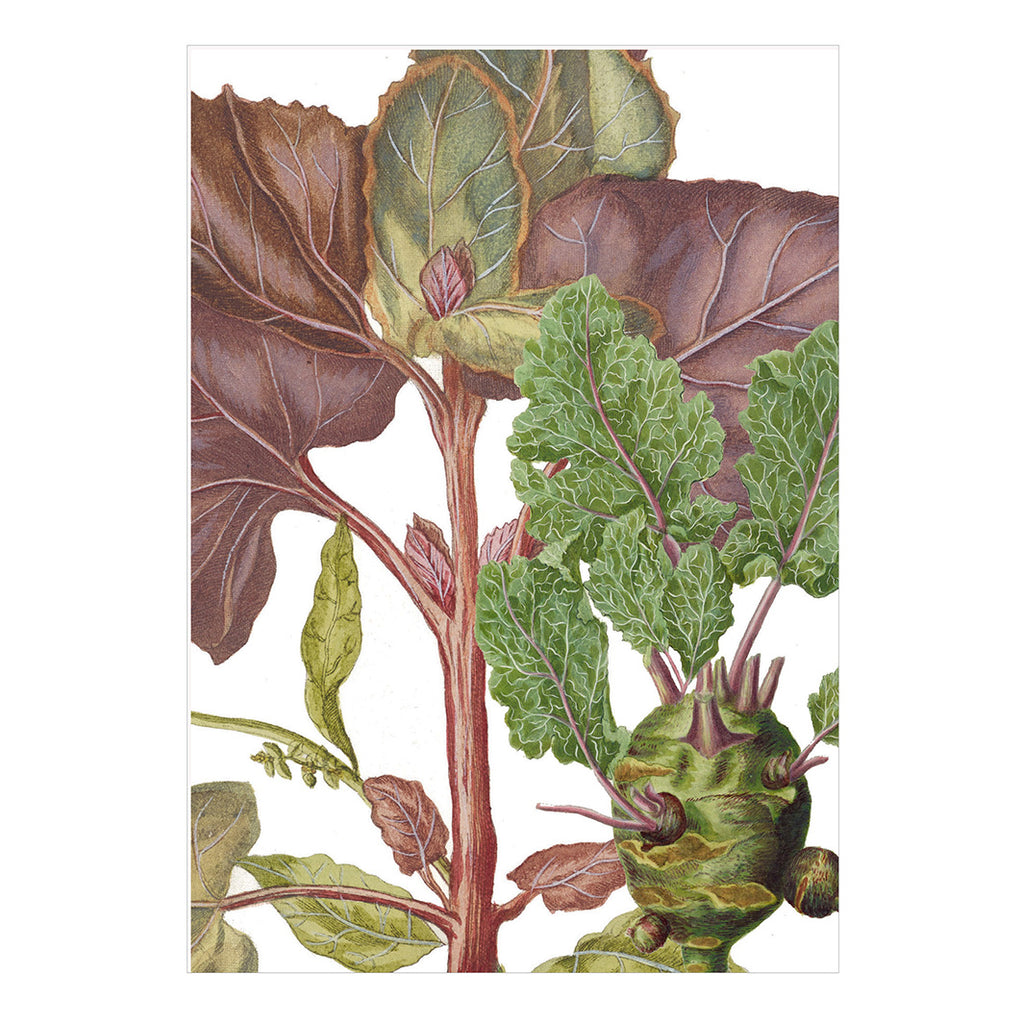 'Mountain Spinach & Kohlrabi ' Greetings Card